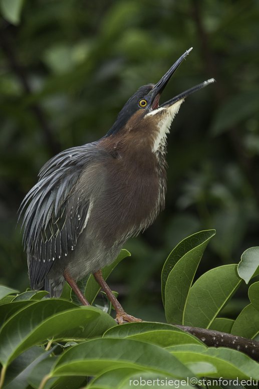 green heron